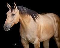 ranch-work-quarter-horse