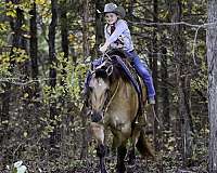 show-quarter-horse