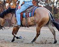 trail-quarter-horse