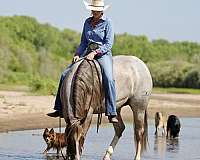 breeding-quarter-horse