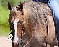 calf-roping-quarter-horse