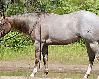 flashy-quarter-horse