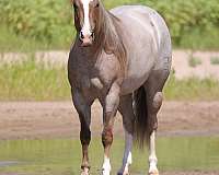 husband-safe-quarter-horse