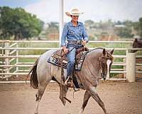 performance-quarter-horse