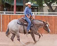 ranch-quarter-horse