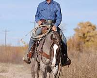 ranch-versatility-quarter-horse