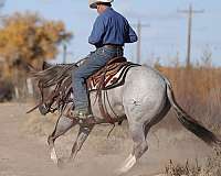 ranch-work-quarter-horse