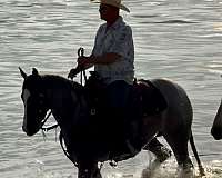 roping-quarter-horse