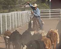 show-quarter-horse
