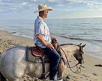 trail-quarter-horse