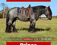 cross-barb-horse