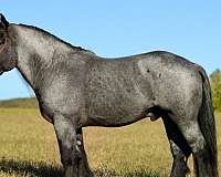 driving-barb-horse
