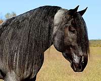 flashy-barb-horse