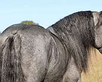 husband-safe-barb-horse
