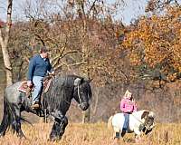 ranch-work-barb-horse