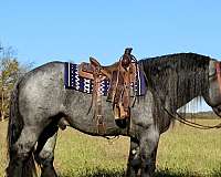 ranch-barb-horse