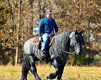 trail-barb-horse
