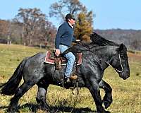 trail-riding-barb-horse
