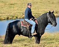 western-riding-barb-horse