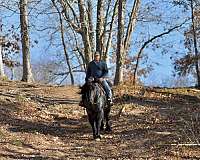 working-cattle-barb-horse