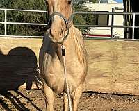 palomino-stallion