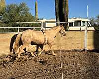 project-palomino-horse