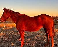all-around-quarter-horse