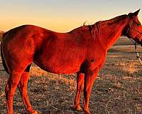 athletic-quarter-horse