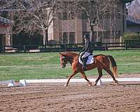adult-amateur-draft-pony