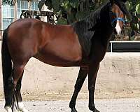 super-broke-quarter-pony