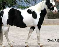 black-tobiano-quarter-pony
