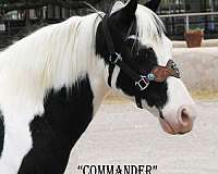 chief-quarter-pony