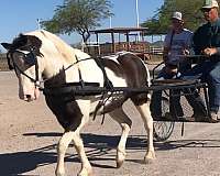 drives-quarter-pony