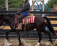 family-pony-quarter