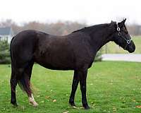 ranch-work-quarter-pony