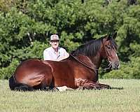 quarter-horse