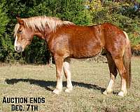 quarter-horse-haflinger