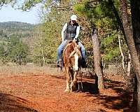 chestnut-blaze-horse