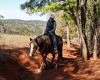 trail-haflinger-horse