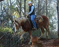 all-around-haflinger-horse