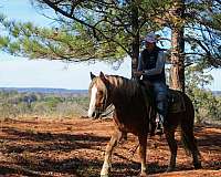 draft-haflinger-horse