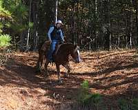 ranch-haflinger-horse