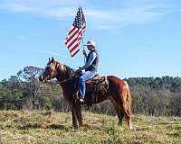 experienced-haflinger-horse