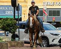 flashy-haflinger-horse