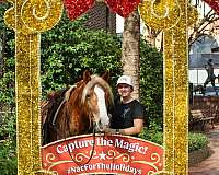 husband-safe-haflinger-horse