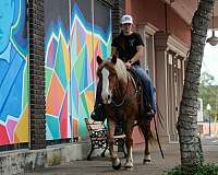 kid-safe-haflinger-horse