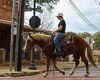 ranch-versatility-haflinger-horse