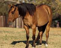 dun-sock-horse
