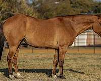 quarter-horse