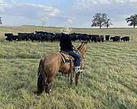 beginner-safe-quarter-horse